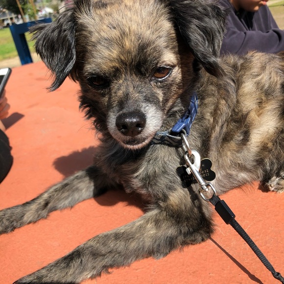 Meet your Posher, Roxy - Picture 1 of 1